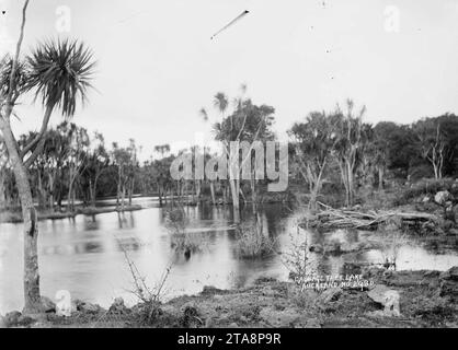 Blick auf den Cabbage Tree Lake, Auckland (V1-FL73765688) (abgeschnitten). Stockfoto