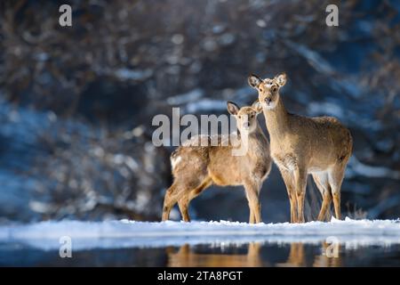 Zwei Rehe im Winterwald. Tier in natürlichem Lebensraum. Wildtierszene Stockfoto