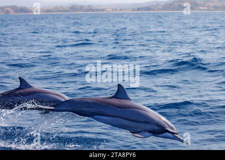 Spinnerdelfin, Stenella longirostris, springen in die Luft von Timor-Leste. Stockfoto