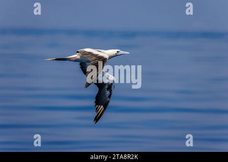 Fliegende Rotfüßler, Sula sula, weiße Farbphase, Timor-Leste. Stockfoto