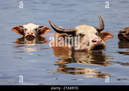 Asiatische Wasserbüffel, Bubalus arnee, baden in einem Fluss nahe der Stadt Baucau im Norden der Demokratischen republik Timor-Leste. Stockfoto