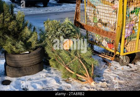 Eine Mülldeponie voller entsorgter Weihnachtsbäume, ein beliebter Anblick nach der Weihnachtszeit. Stockfoto