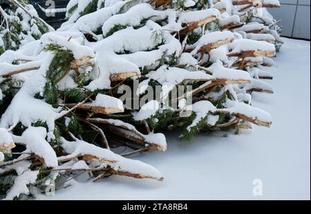 Eine Mülldeponie voller entsorgter Weihnachtsbäume, ein beliebter Anblick nach der Weihnachtszeit. Stockfoto