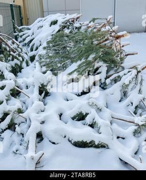 Eine Mülldeponie voller entsorgter Weihnachtsbäume, ein beliebter Anblick nach der Weihnachtszeit. Stockfoto