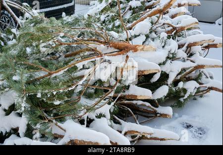 Eine Mülldeponie voller entsorgter Weihnachtsbäume, ein beliebter Anblick nach der Weihnachtszeit. Stockfoto