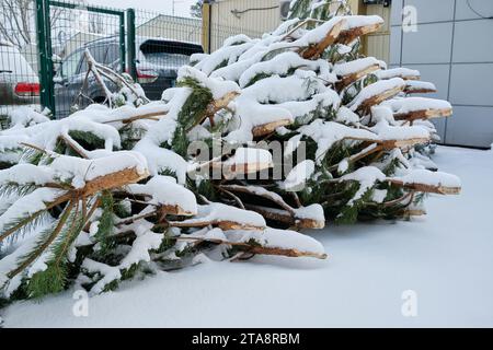 Eine Mülldeponie voller entsorgter Weihnachtsbäume, ein beliebter Anblick nach der Weihnachtszeit. Stockfoto