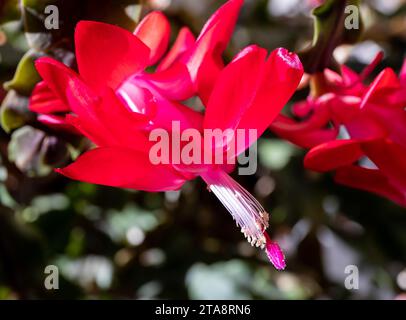 Strahlender Sonnenschein erleuchtet eine blühende rote Weihnachtskaktusblume Stockfoto