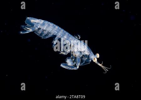 Dieses Larvenstadium einer Mantis Shrimps ist nur 2 cm lang und wurde während eines blackwater Drift Tauchgangs im offenen Ozean auf 50 Fuß mit Boden fotografiert Stockfoto