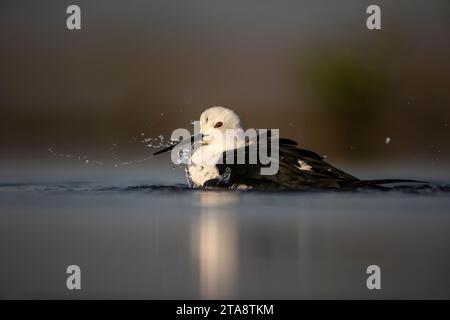 Eine Nahaufnahme einer schwarzen Stelze Himantopus himantopus, die in einer flachen Lagune in Südafrika schwimmt und badet Stockfoto