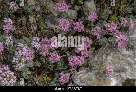 Thomas' Aethionema, Aethionema thomasianum, in der Blüte der italienischen Alpen. Seltene Südwestalpen endemisch. Stockfoto
