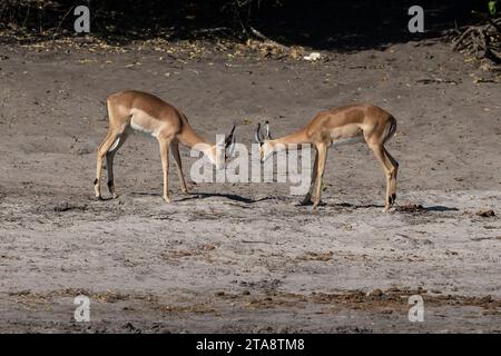 Zwei männliche Impala Aepyceros melampus, die auf den Sandbänken des Chobe-Flusses in Botswana, Afrika, blicken Stockfoto