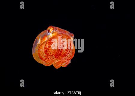 Das Paralarvalenstadium eines Nachtoktopus, Callistoctopus aspilosomatis. Dieses Bild wurde nachts aufgenommen, mit der unteren 3000 Meter darunter, eine Meile von t entfernt Stockfoto