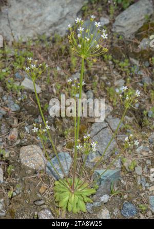 Nördliche Androsace, Androsace septentrionalis, in Blüte in der montanen Tundra. Jährliche Anlage. Stockfoto