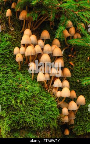 Dieses fesselnde Nahaufnahme-Foto zeigt die bezaubernde Welt der Minipilze, die auf dem Baumstamm gedeihen, begleitet von leuchtendem grünem Moos. Stockfoto