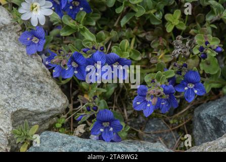 Rock Speedwell, Veronica fruticans, in der Blume in großer Höhe. Stockfoto