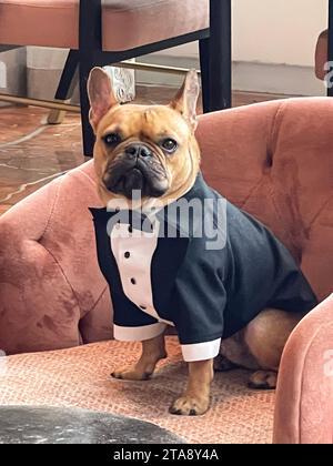 Eine französische Bulldogge trägt einen maßgefertigten Smoking mit Fliege, während sie auf einer Hochzeit mit ernstem Ausdruck in einem Stuhl sitzt. Stockfoto