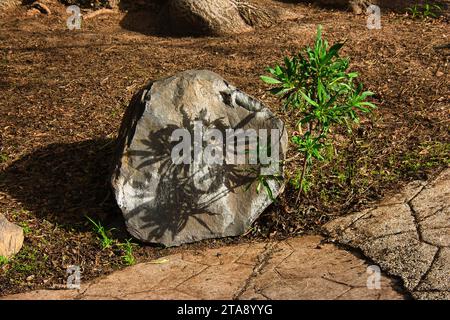 Pflanze wirft einen dramatischen scharfen Schatten auf einen großen Felsen in Gran Canaria Stockfoto