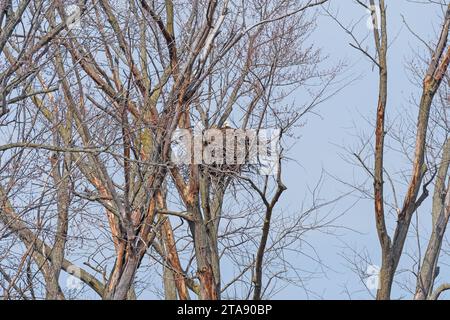 Der Weißkopfseeadler sitzt auf seinem Nest am Mississippi River in der Nähe von Savanna, Illinois Stockfoto