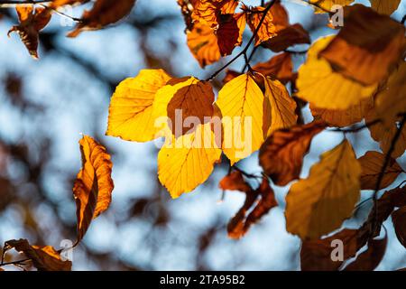 Die Blätter einer gewöhnlichen Buche (Fagus sylvatica) im Herbst Stockfoto