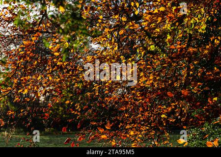 Die Blätter einer gewöhnlichen Buche (Fagus sylvatica) im Herbst Stockfoto