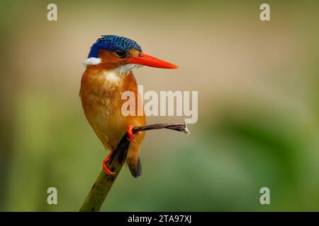 Malachiteiche - Corythornis cristatus River kingfisher weit verbreitet in Afrika südlich der Sahara, kleiner farbenfroher Vogel mit roter Orange Stockfoto