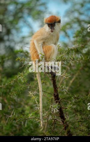 Gewöhnlicher Patas-Affe - Erythrocebus patas auch Husarenaffen, Bodenbewohner, die in West- und Ostafrika verbreitet sind, stehen und bewachen auf der tr Stockfoto