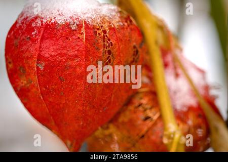 Eine getrocknete Orangenphysalis mit Schnee im Winter Stockfoto