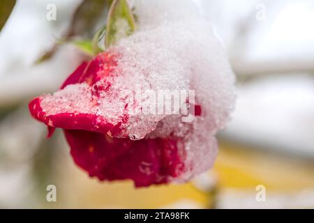 Eine bunte Blume, Rose, bedeckt mit Schnee Stockfoto