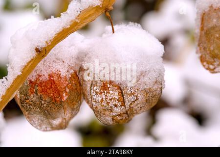 Eine gefrorene Orangenphysalis mit Schnee im Winter Stockfoto