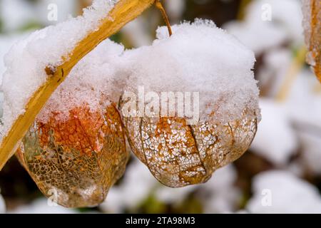 Eine gefrorene Orangenphysalis mit Schnee im Winter Stockfoto