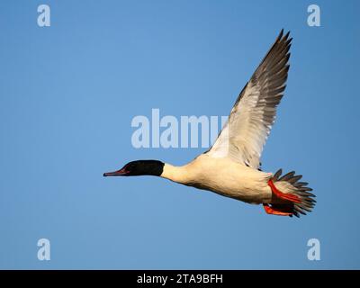 Goosander, Mergus merganser, alleinstehender Mann im Flug, Staffordshire, November 2023 Stockfoto