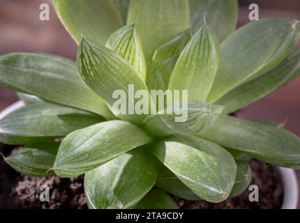 Nahaufnahme von Haworthia cymbiformis (Domfenster Haworthia). Schöne saftige mehrjährige Pflanze mit einfachen fleischigen Blättern im Keramiktopf, Backgrou Stockfoto