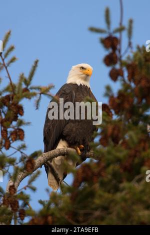 Weißkopf-Seeadler, George C Reifel Migratory Bird Sanctuary, Britisch-Kolumbien, Kanada Stockfoto