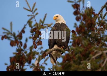 Weißkopf-Seeadler, George C Reifel Migratory Bird Sanctuary, Britisch-Kolumbien, Kanada Stockfoto