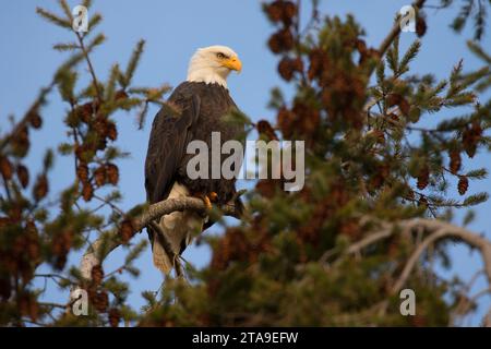 Weißkopf-Seeadler, George C Reifel Migratory Bird Sanctuary, Britisch-Kolumbien, Kanada Stockfoto