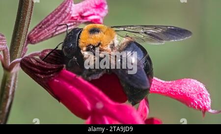 Extreme Nahaufnahme einer weiblichen Tischlerbiene (Xylocopa virginica), die ihre kurze Proboscis-Zunge benutzt, um Nektar einer rosa salvia-Blüte zu rauben Stockfoto