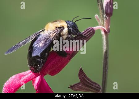 Eine weibliche Östliche Tischlerbiene (Xylocopa virginica), die mit ihrer kurzen Proboscis-Zunge Nektar von der Basis einer rosa salvia-Blüte raubt. New York USA Stockfoto