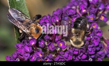 Eine weibliche Östliche Zimmermannsbiene (Xylocopa virginica) und eine Gemeine Östliche Hummel (Bombus impatiens), die gemeinsam an violetten Blüten fressen und sich auf Nahrungssuche machen Stockfoto