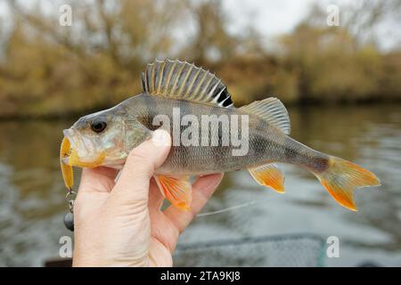 Kleiner europäischer Barsch in der Hand des Fischers, Spätherbst Stockfoto