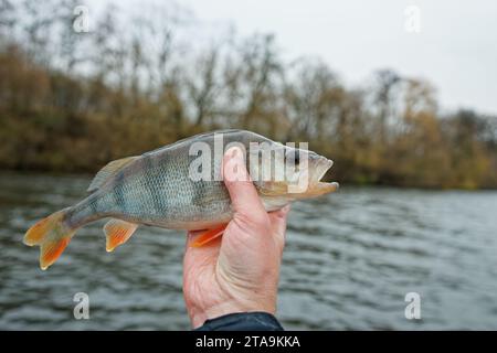 Kleiner europäischer Barsch in der Hand des Fischers, Spätherbst Stockfoto