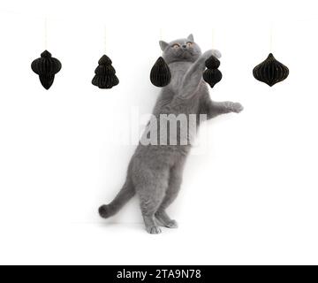 Lustige graue Katze spielt mit Weihnachtsdekorationen aus Papier, isoliert auf weißem Hintergrund. Neujahrskarte mit britischem Katzen- und Papierspielzeug. Kopieren Stockfoto
