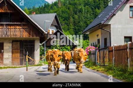 Kühe zu Fuß nach Hause, Stara Fuzina, Triglav Nationalpark, Oberkarniola, Slowenien Stockfoto