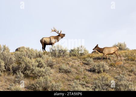 Männliche Elche im Yellowstone-Nationalpark während der Brunstsaison Stockfoto