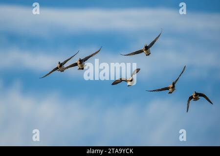 Eurasische Wigeon, Mareca penelope, Vögel im Flug über Marschen im Winter Stockfoto