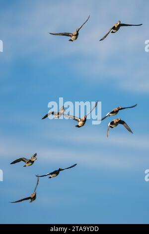 Eurasische Wigeon, Mareca penelope, Vögel im Flug über Marschen im Winter Stockfoto