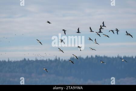 Eurasische Wigeon, Mareca penelope, Vögel im Flug über Marschen im Winter Stockfoto