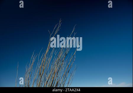 Zweige von Ocotillo Lean direkt vor Einem Deep Blue Sky im Saguaro National Park Stockfoto