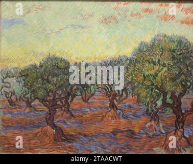 Vincent van Gogh Olivenhain. Stockfoto