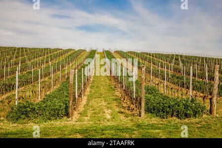 Glatte Reihen von Weinbergen in der Toskana im Frühling Stockfoto