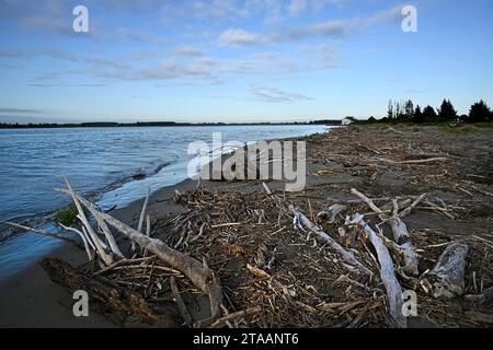 Treibholz am Ufer des Waimakariri River bei Dawn on a Spring Day, Canterbury, Neuseeland Stockfoto